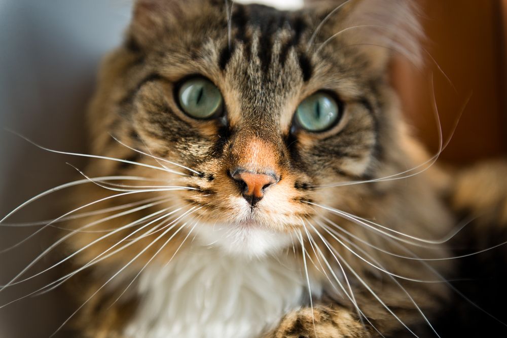 Imagen cautivadora de un gato mirando directamente a la cámara.