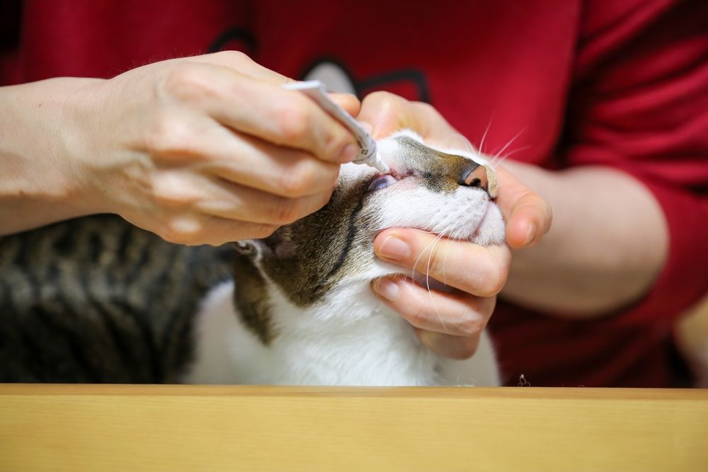 Terramicina para gatos: el dueño de un gato le aplica ungüento para los ojos