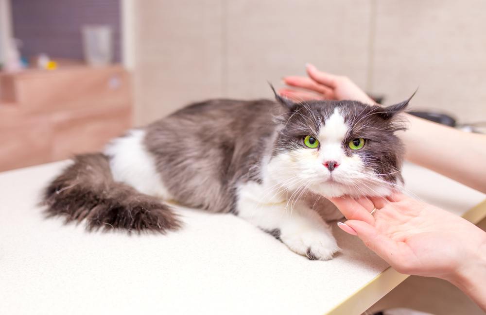 Dueño de gato consultando con un veterinario sobre medicación