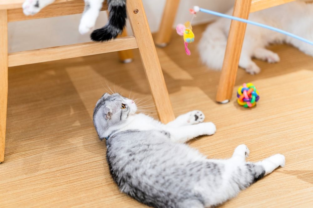 gato jugando con juguetes