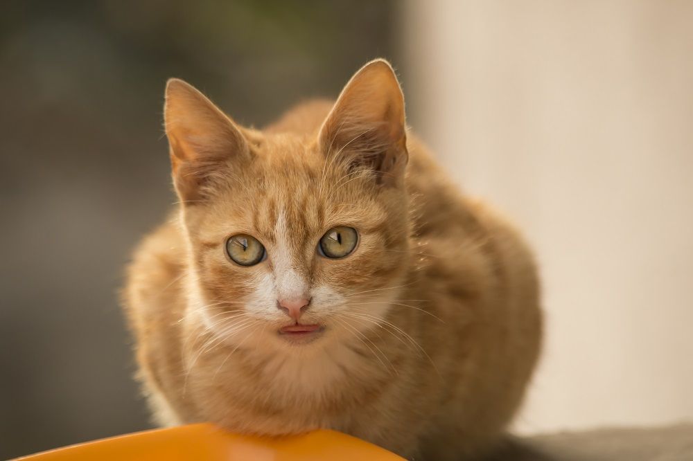 Gato pequeño eructa