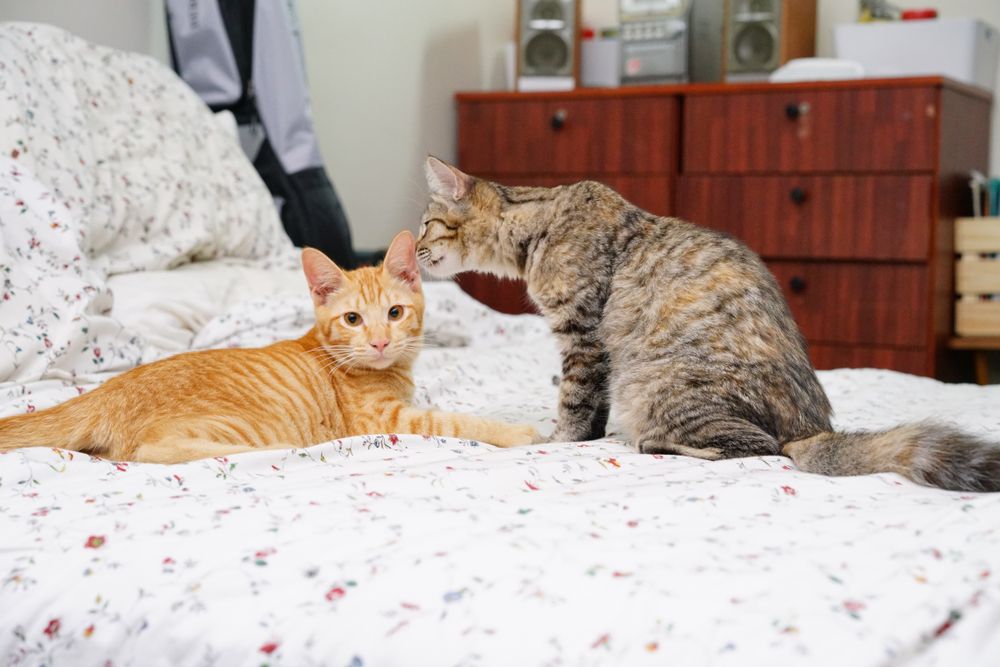 gato oliendo la oreja de otro gato