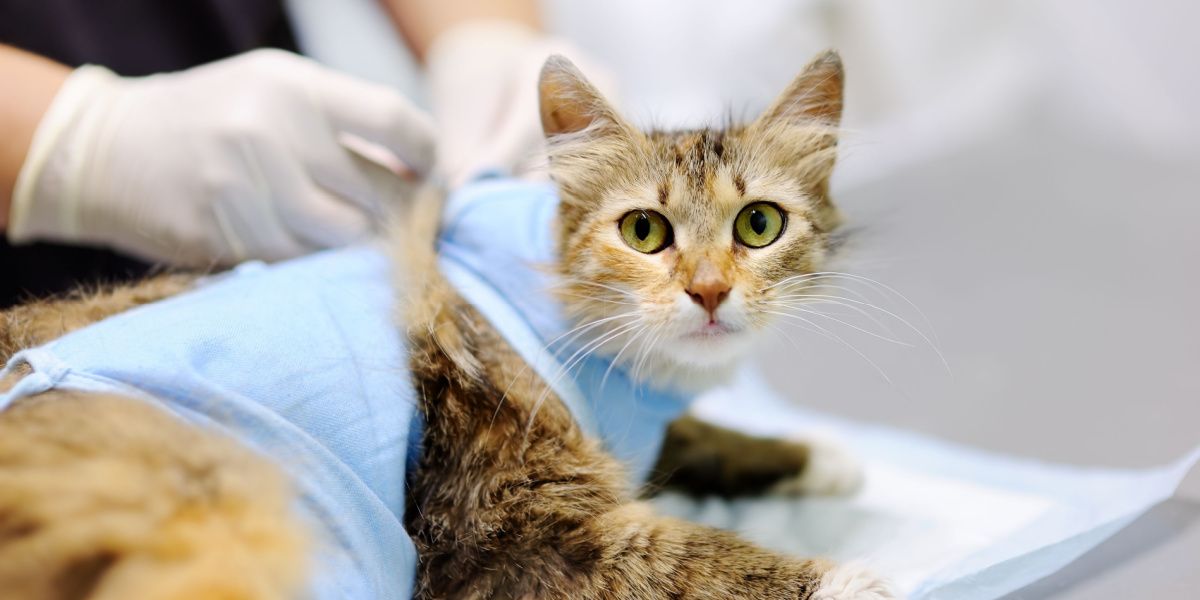 cirugía de esterilización de gatos