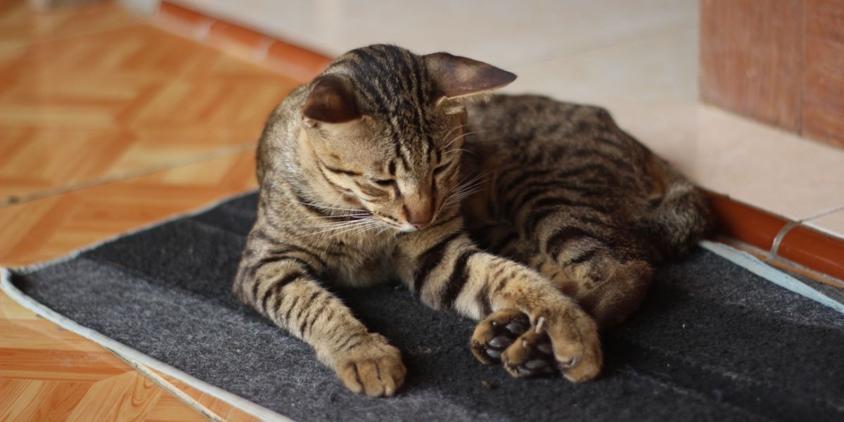 Gato con artritis descansando cómodamente sobre un felpudo