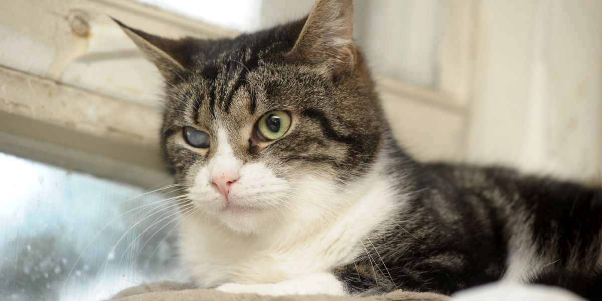 Fotografía de un gato con una catarata visible en un ojo, que ilustra una afección ocular que afecta la visión felina.