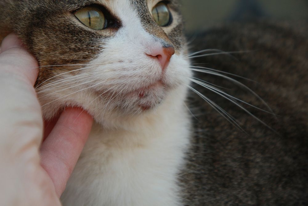 Gato con acné visible en la barbilla