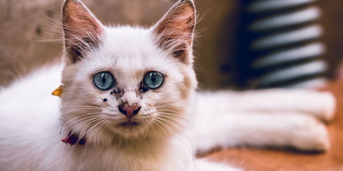 Foto de un gato con una laca en el ojo