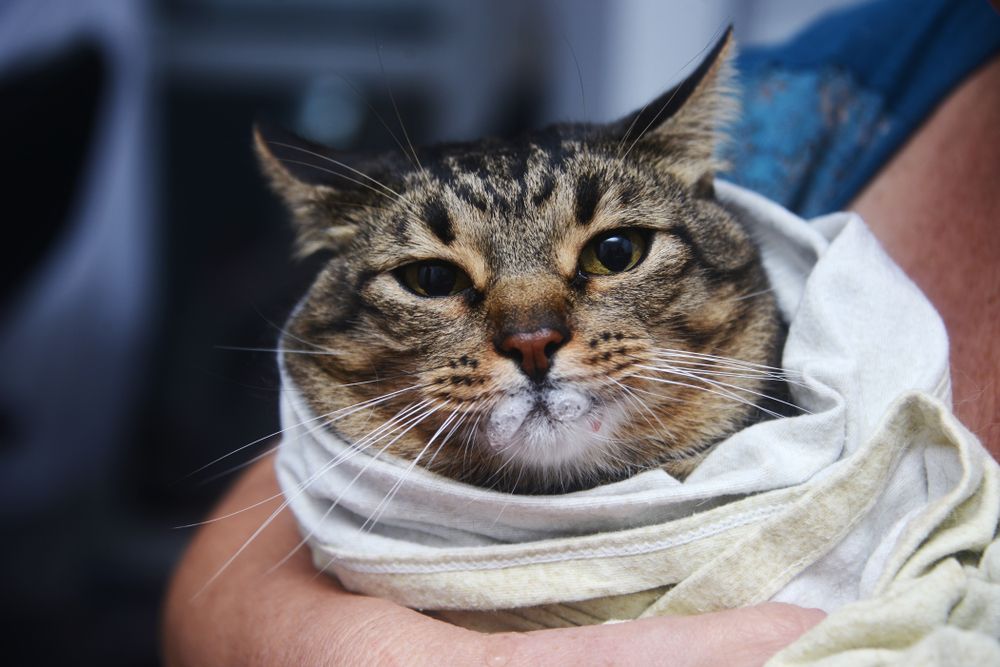 Gato envuelto cómodamente en una toalla en preparación para la administración de medicamento líquido.