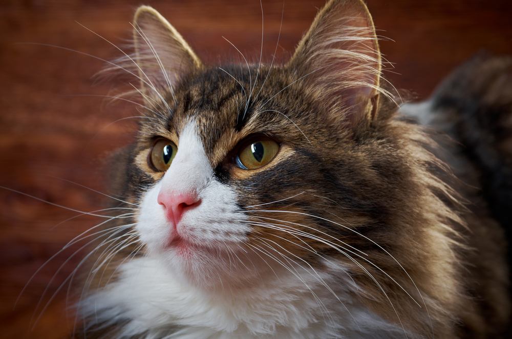 Primer plano de un gato de pelo largo