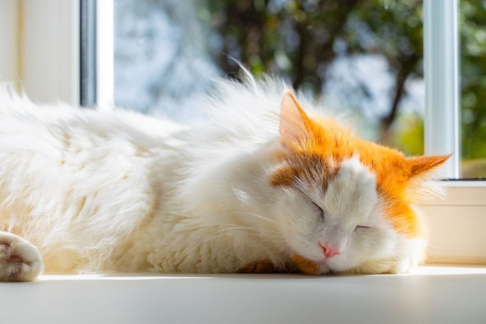 Gato doméstico durmiendo tranquilamente en el alféizar de la ventana, inmerso en un sueño sereno mientras está enmarcado por la luz natural.