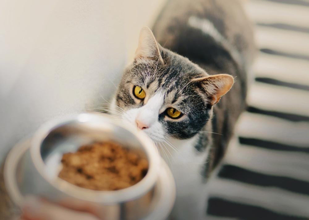 Orbax para gatos: gato doméstico con cautivadores ojos amarillos que se fija en un plato de comida