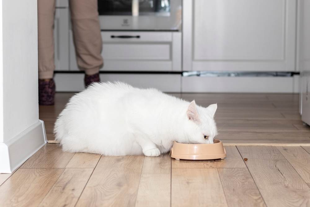 Alimentación de una gata embarazada