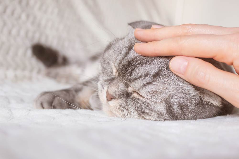 Brindarle cariño y ternura a un gato herido