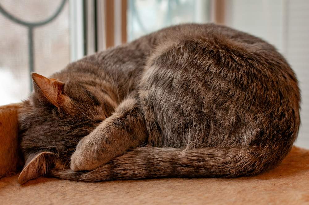 Gato de rayas grises duerme con el hocico cubierto por una pata