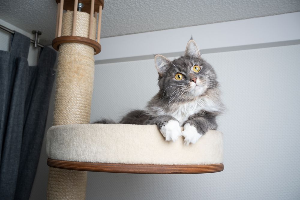 Gato Maine Coon de pelo largo, de color blanco grisáceo, descansando sobre un rascador, inclinando la cabeza en una pose encantadora