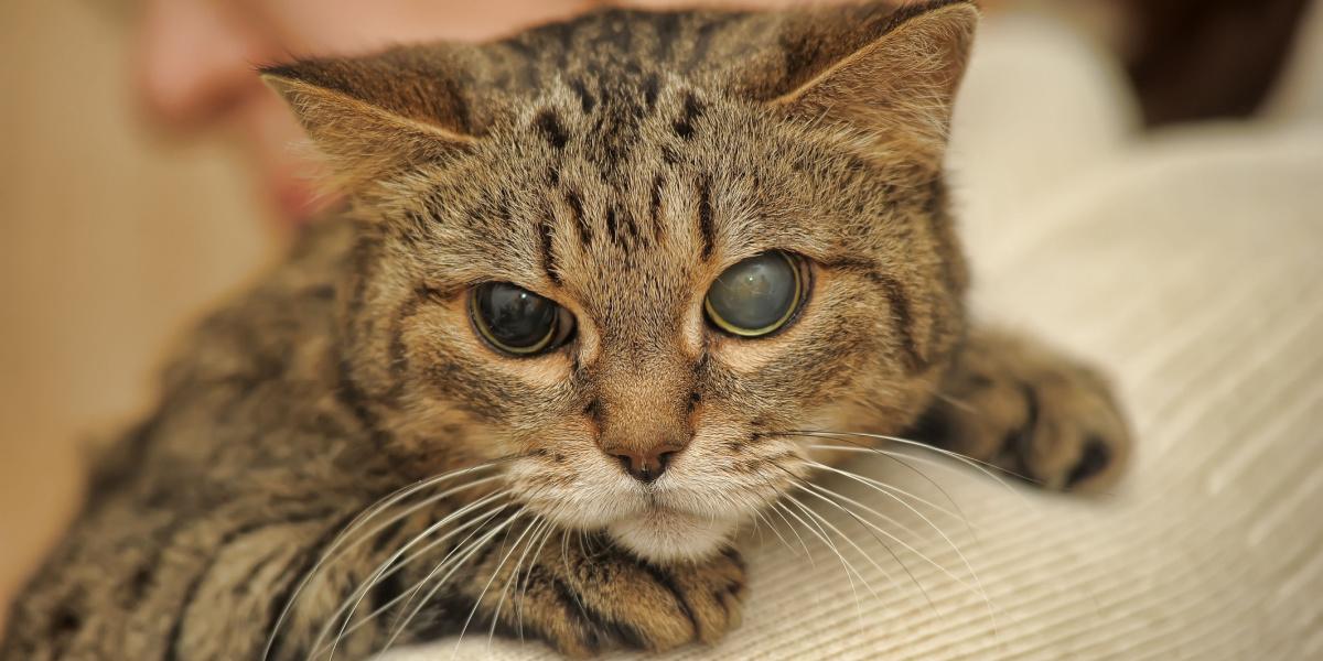 Gato medio ciego, ejemplo de la resiliencia y adaptabilidad de los gatos frente a los desafíos.