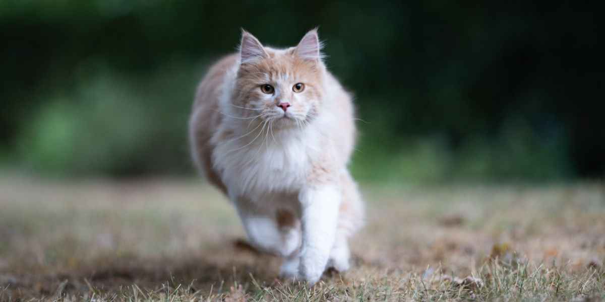 Gato Maine Coon activo en movimiento, paseando por un jardín con aire de curiosidad y exploración.