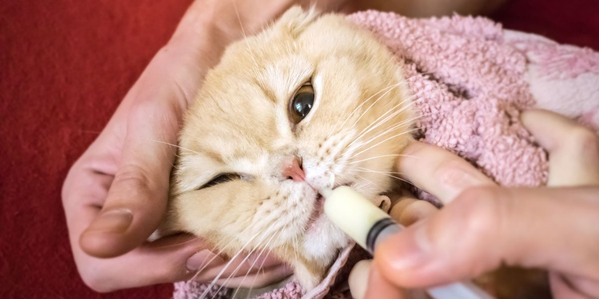 La mano de un hombre administra suavemente un medicamento a un gato escocés envuelto en una toalla usando una jeringa