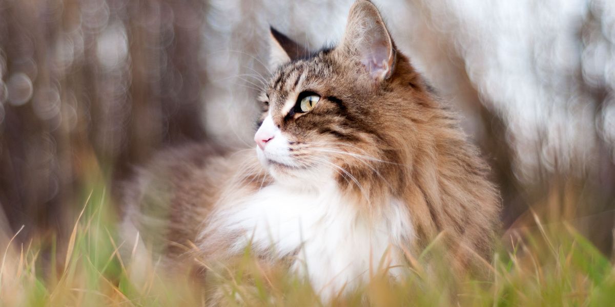 Gato atigrado de pelo largo sentado en la hierba