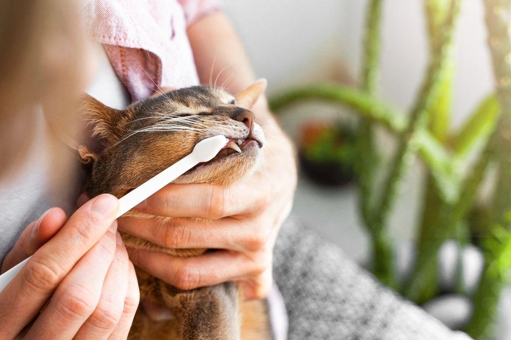 Imagen de un dueño cepillando los dientes de un gato abisinio