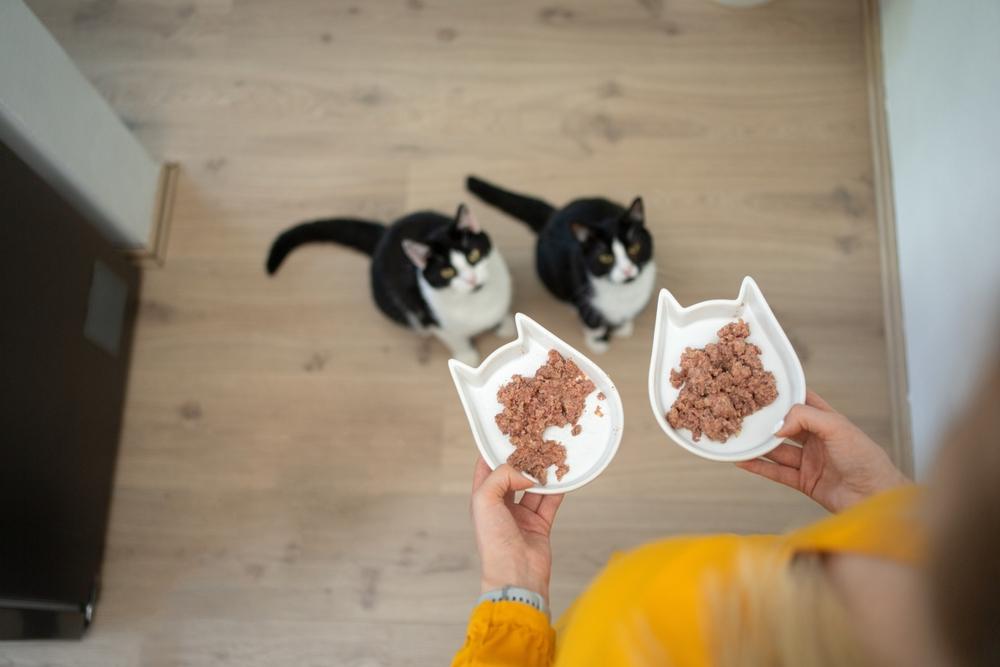 Dueño sosteniendo dos cuencos de comida llenos de comida húmeda para gatos