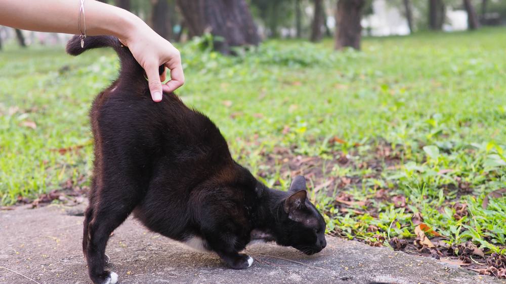 El dueño rasguña la base de la cola del gato