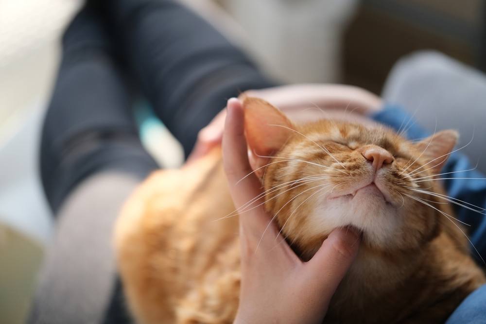 La mano del dueño le hace cosquillas a un gato atigrado marrón