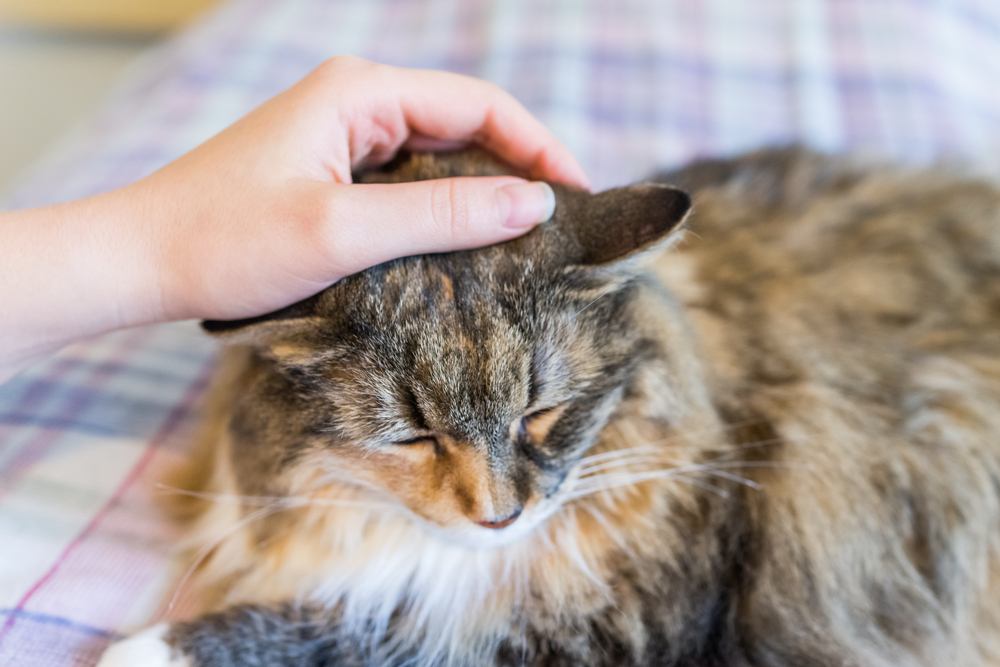 Acariciando a un gato Maine Coon en la cama