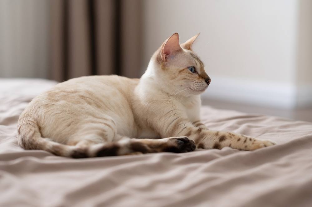 La gata embarazada de color marrón claro está acostada en la cama.