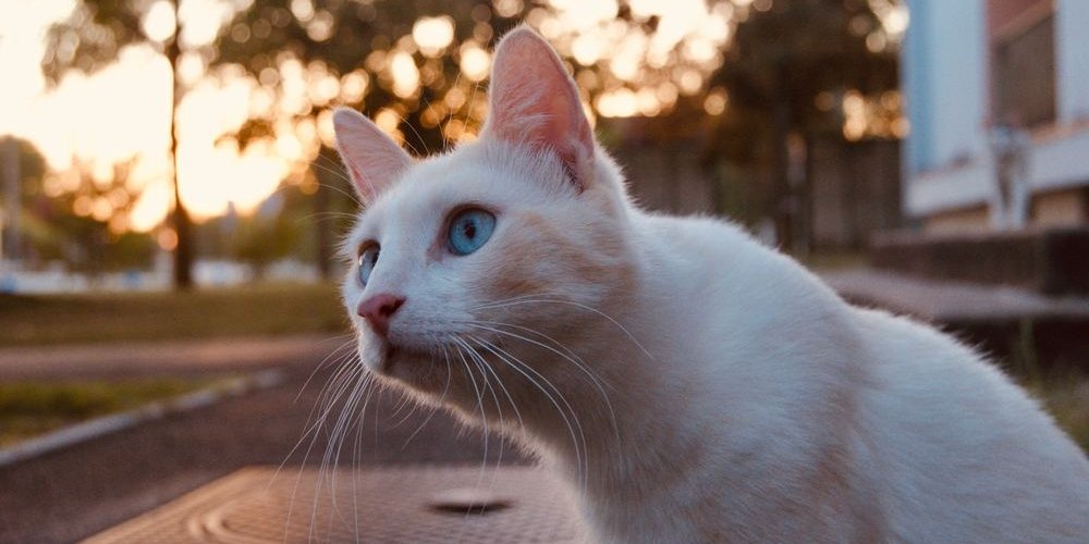 Lindo gato de ojos azules que mira un pájaro a lo lejos.