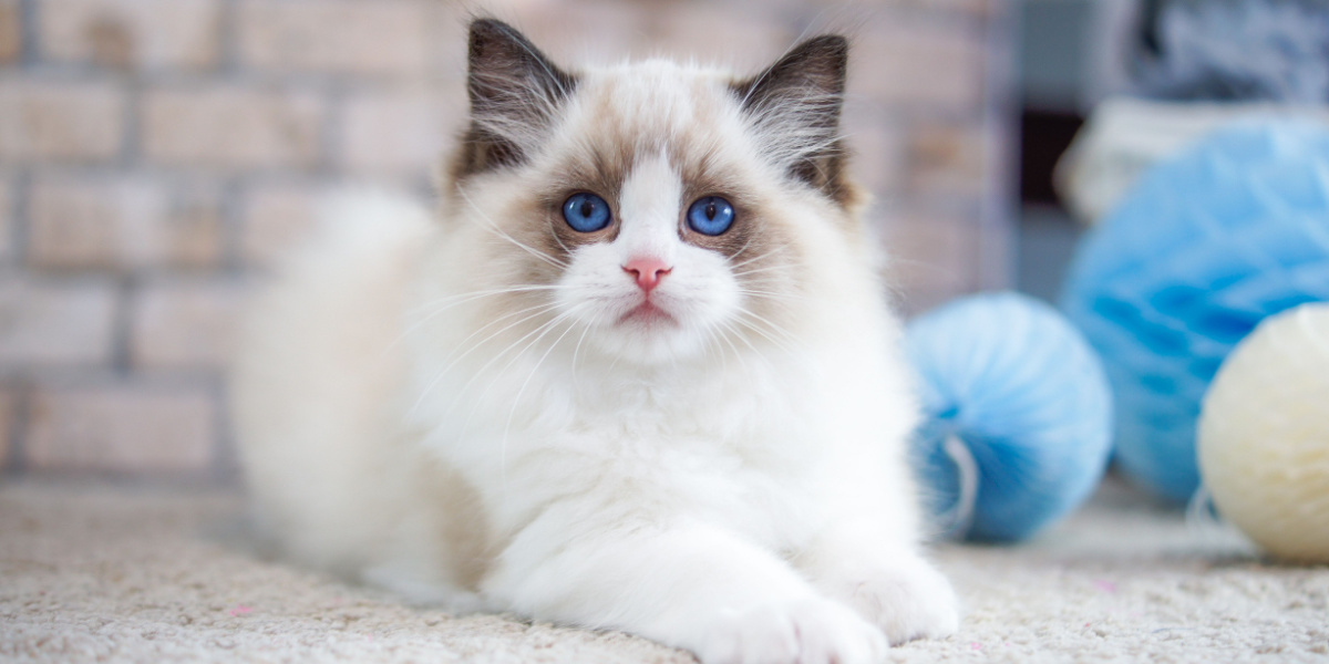 Gato Ragdoll sentado junto a un juguete para gatos, mostrando un felino tranquilo y curioso.