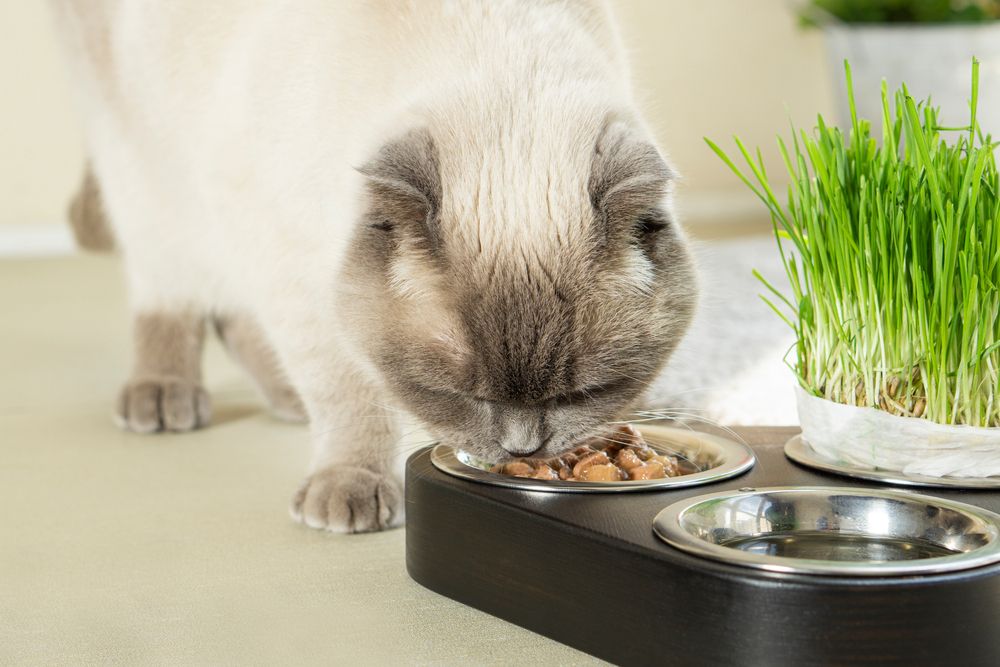 Gato Scottish Fold disfrutando de una comida húmeda y blanda para gatos, saboreando cada bocado con evidente placer y satisfacción