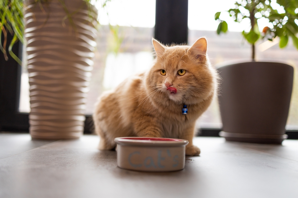 Gato joven pelirrojo después de comer comida de un plato mostrando la lengua