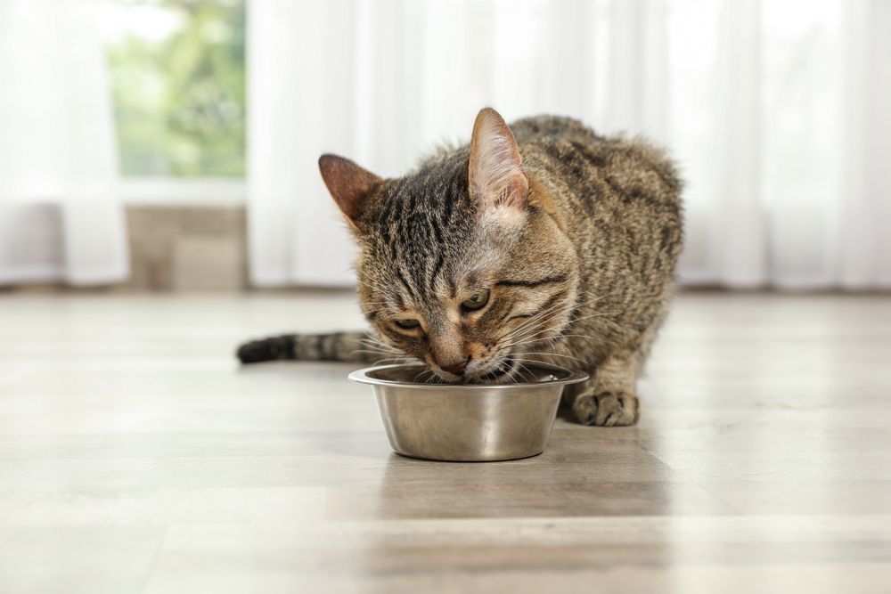 Gato atigrado saboreando golosinas para gatos en el suelo interior.