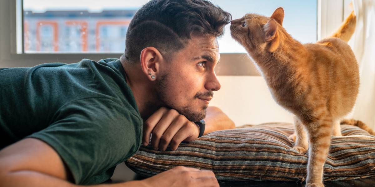 Un gato atigrado huele la frente de un joven frente a la ventana.