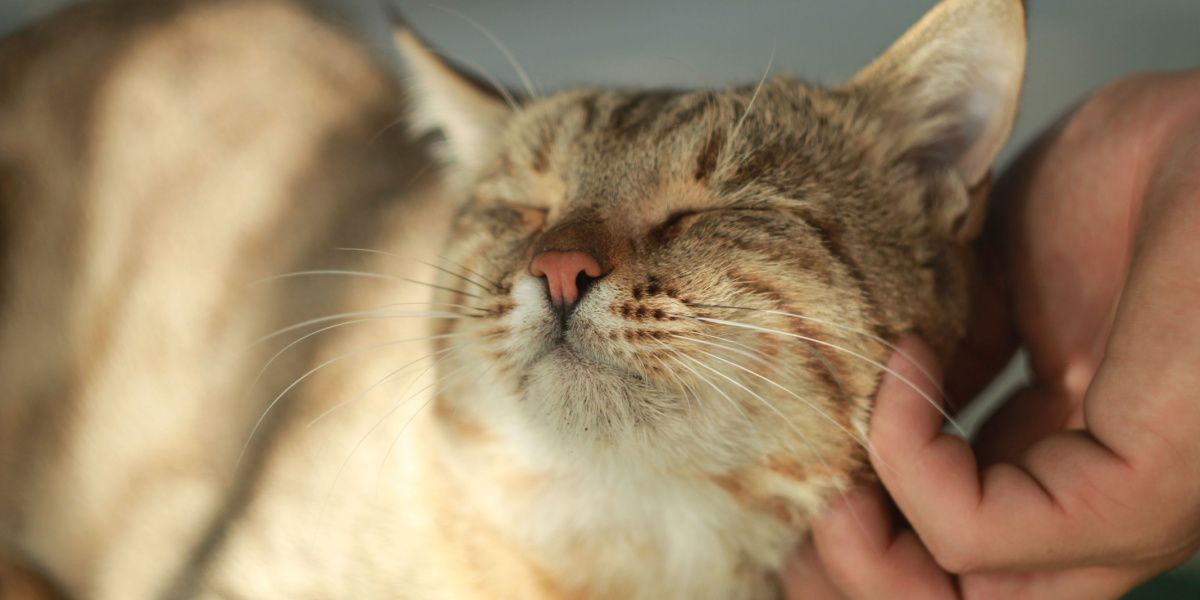 gato haciendo cosquillas