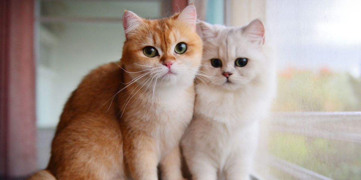 Imagen que muestra dos gatos domésticos que recuerdan a Garfield, ubicados cerca de una ventana.