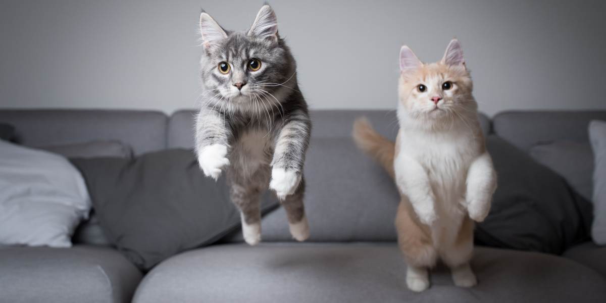 Dos gatitos maine coon dando un gran salto desde un sofá.