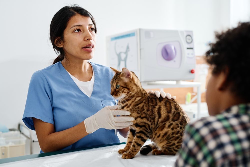 Veterinario entablando una conversación con dueños de gatos de Bengala sobre la administración de medicamentos líquidos