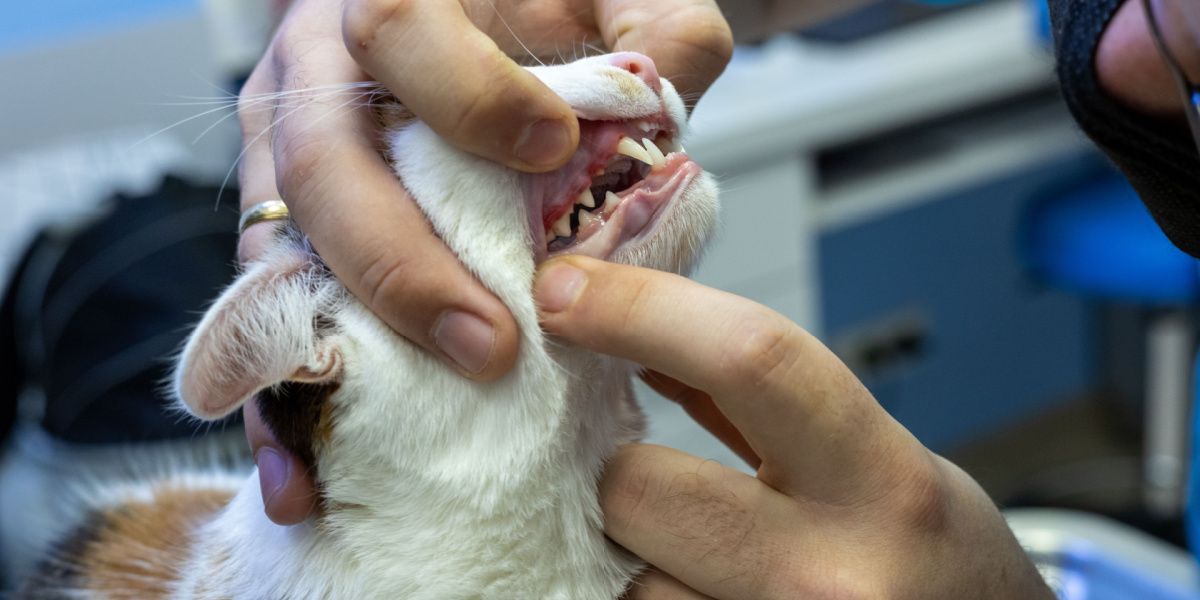 Imagen de un veterinario realizando un examen de la cavidad bucal de un gato.