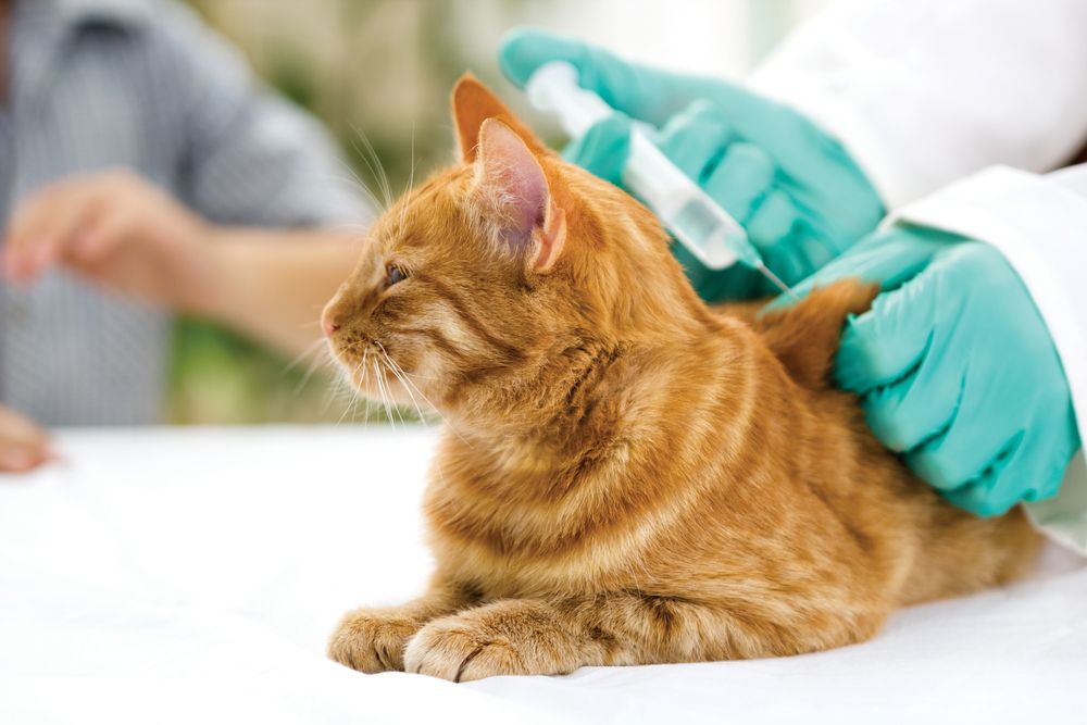 Veterinario administrando la vacuna al gato