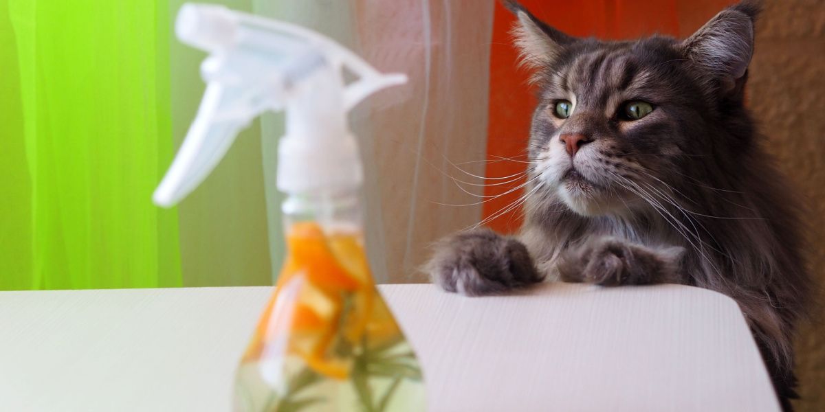 Un gran gato gris inspecciona con curiosidad una botella de limpiador elaborado con vinagre y cáscaras de naranja, lo que resalta la curiosidad felina.