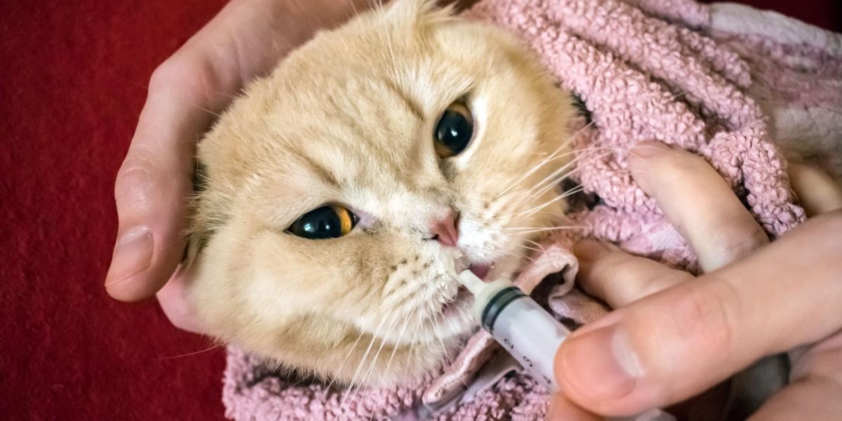 Orbax para gatos: la mano de un hombre administrando medicamento a un gato escocés usando una jeringa, demostrando un cuidado responsable de las mascotas.