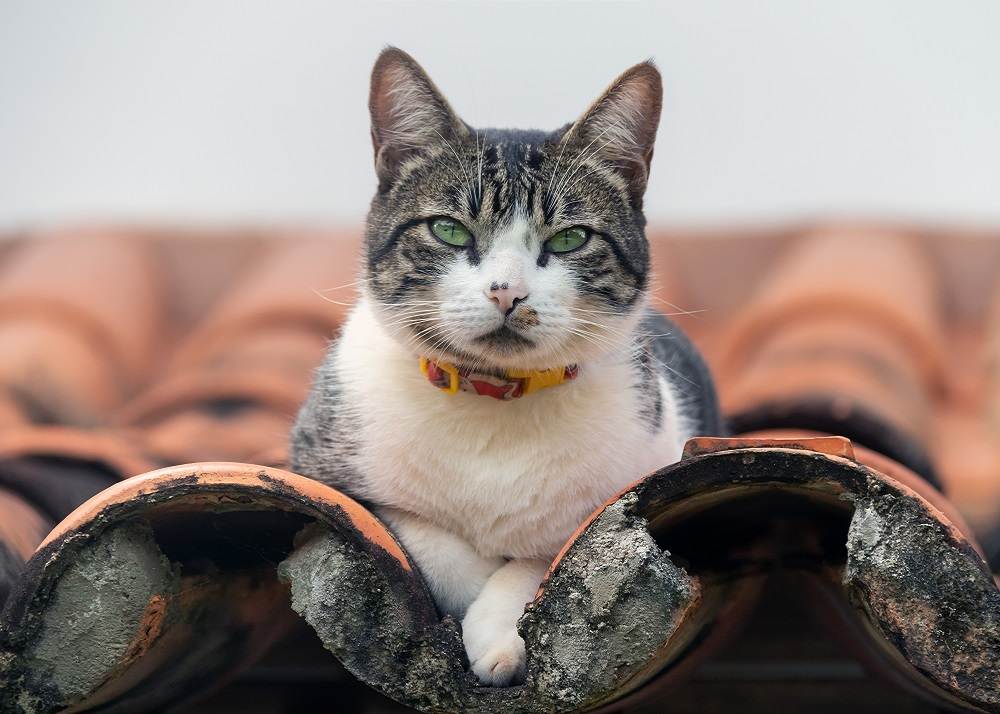 Datos sobre los gatos machos: Un gato atigrado macho posado en un tejado, observando su entorno con actitud vigilante.