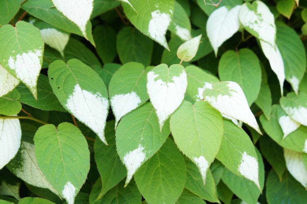 Imagen de Actinidia polygama, también conocida como enredadera plateada, una planta que puede tener un efecto lúdico y divertido en los gatos cuando interactúan con ella.