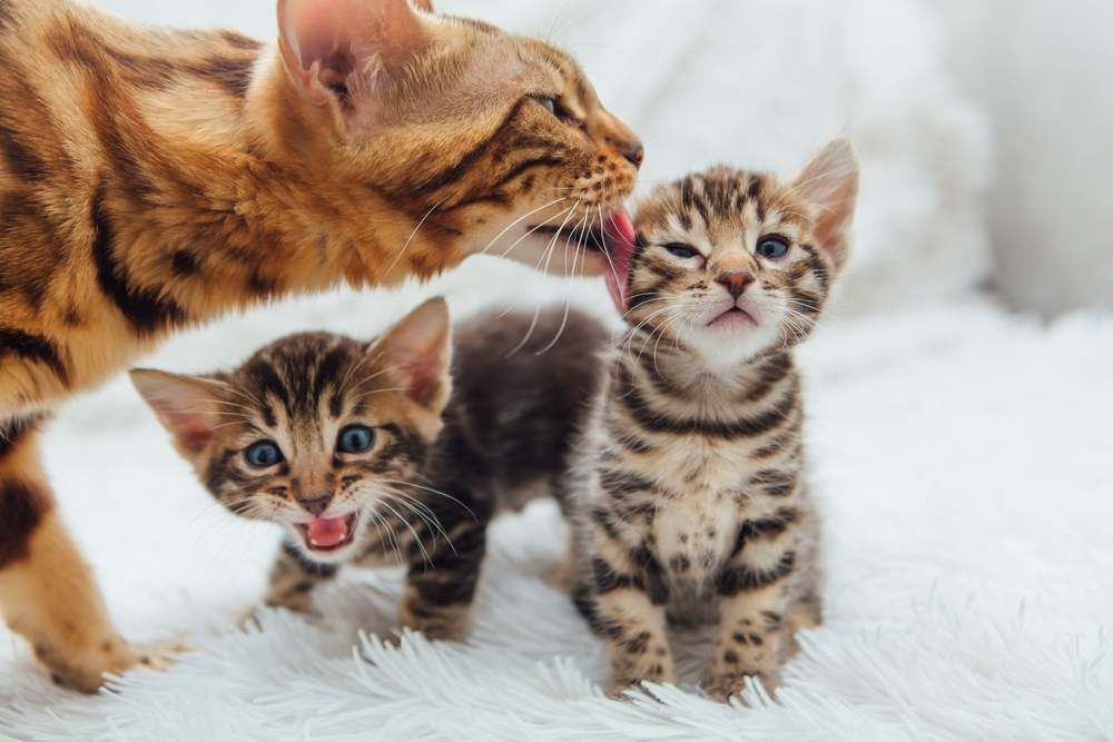 Una adorable gata bengalí dorada acurrucándose con su pequeño gatito, mostrando su precioso vínculo.