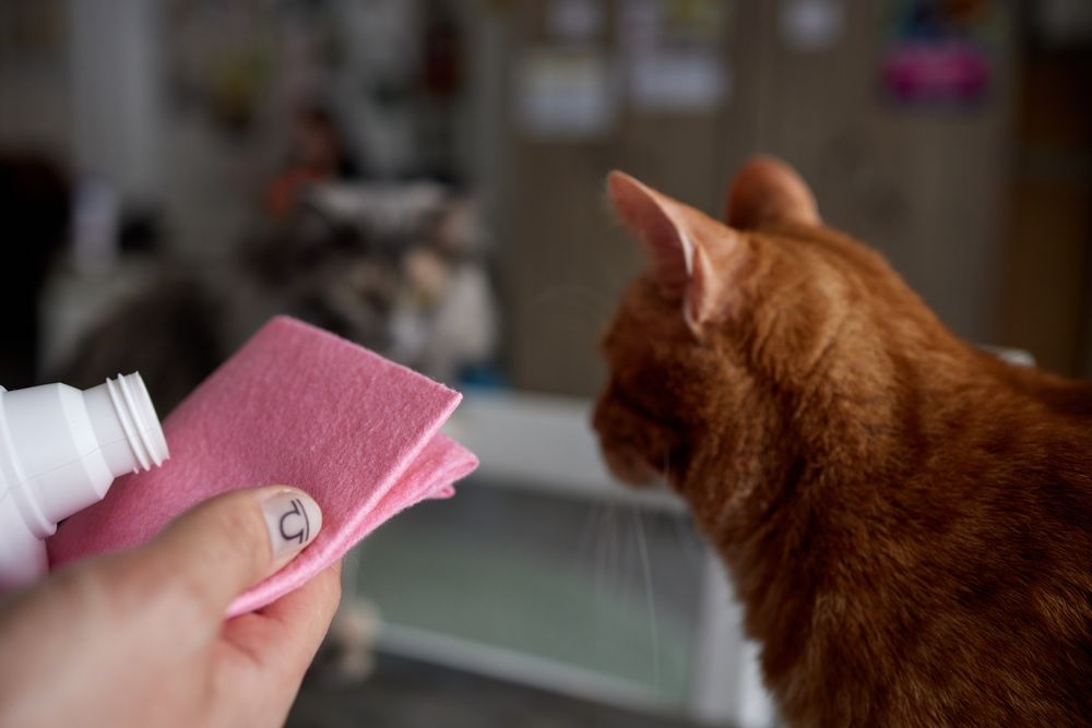 ¿El vinagre es malo para los gatos?: Imagen que ilustra el uso del vinagre de sidra de manzana como repelente natural, un enfoque útil y amigable para las mascotas para diversos propósitos.