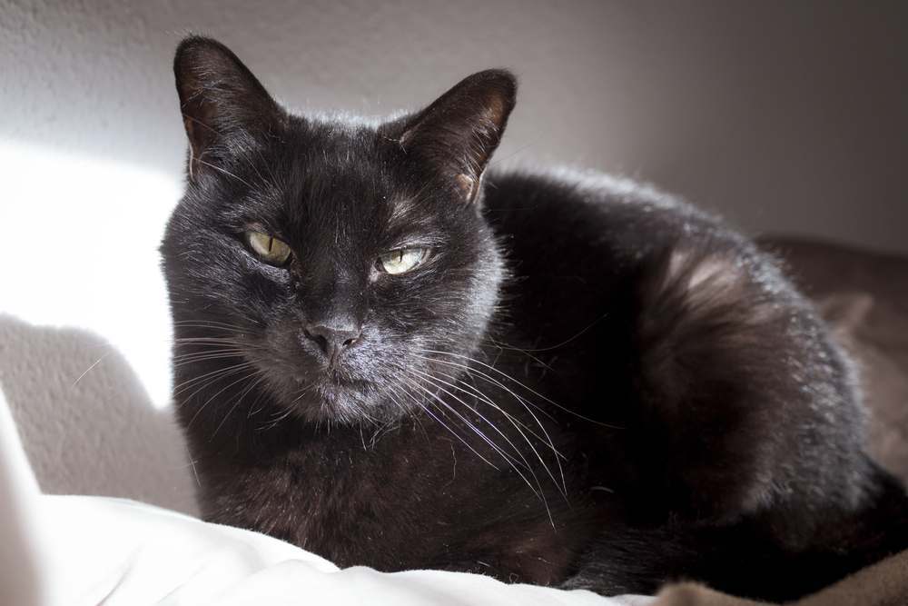 Gato negro con un bulto o tumor visible en el labio.