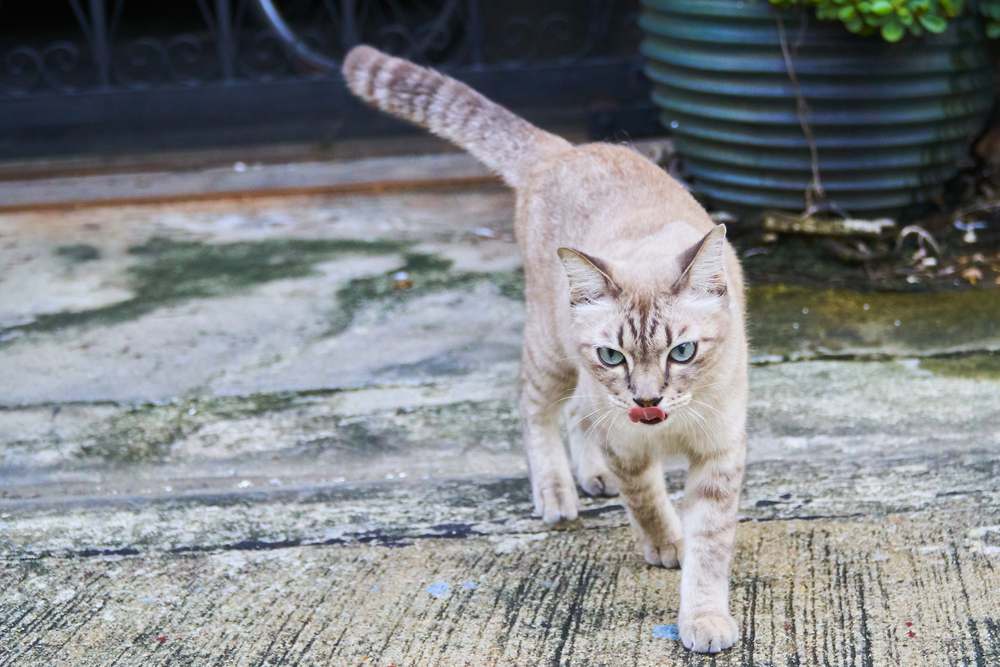 ¿Pueden los gatos encontrar el camino a casa? Un gato marrón camina con gracia por una calle de cemento, mostrando su paso elegante y seguro