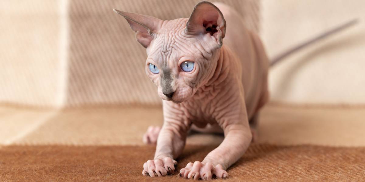 Nombres de gatos guerreros: Gato esfinge canadiense sin pelo macho, que muestra la apariencia única de esta raza sin pelo.